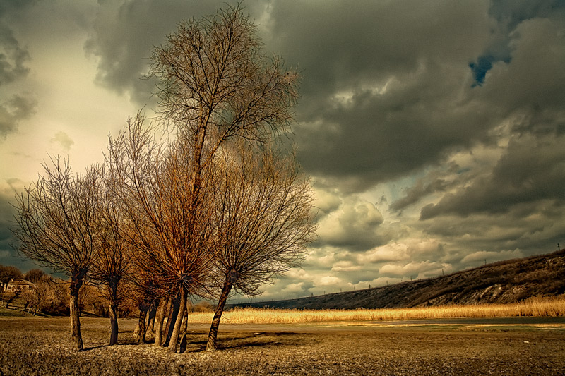 Autumn | tree, clouds, yellow, field, autumn