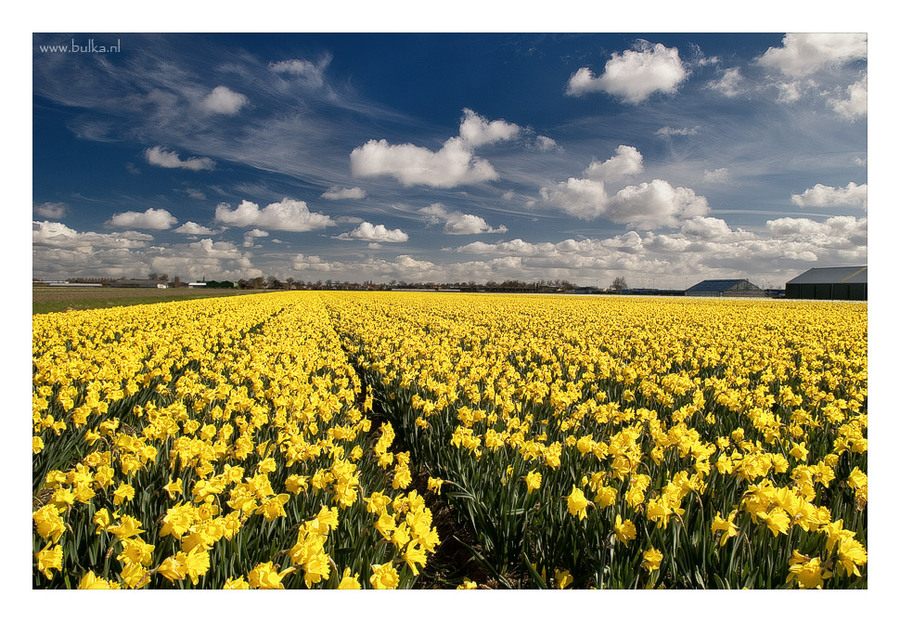 Sunny field | sun, bloom, narcissus, field, flowers