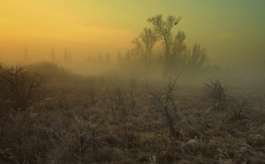 Morning fog | grass, fog, dawn, field