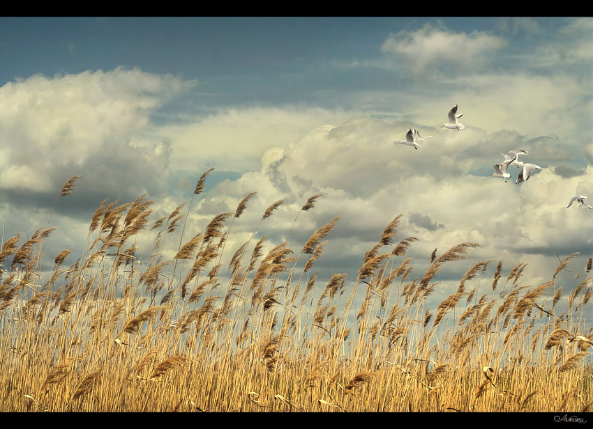 before the storm | hdr, clouds, animals, wheat, field