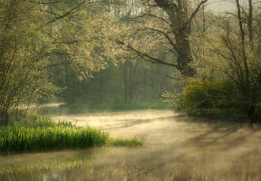 Rush | rush, lake, fog, morning, spring