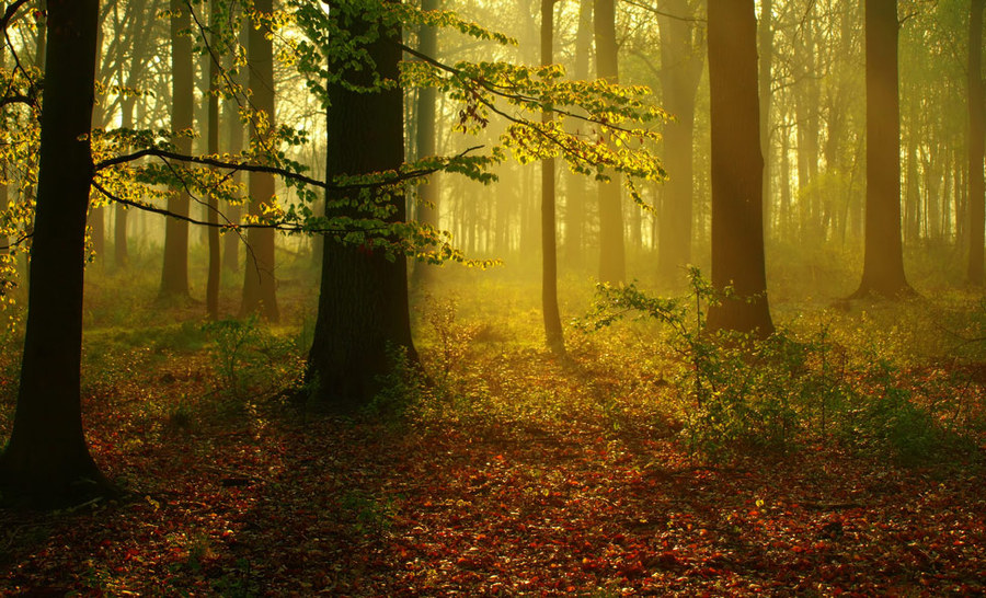 Fairy-tale forest | sun, grass, leaves, light, forest