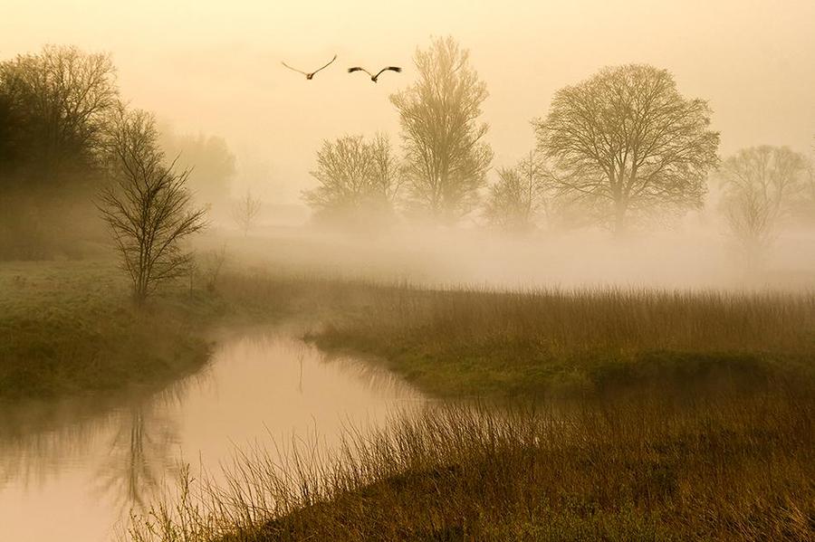 *y* | grass, fog, river, animals, morning