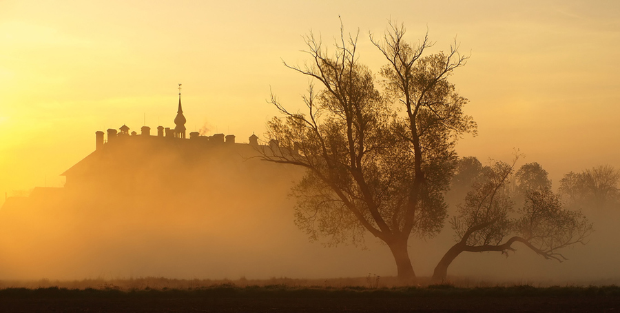 Golden mist | tree, fog, morning, silhouette, church