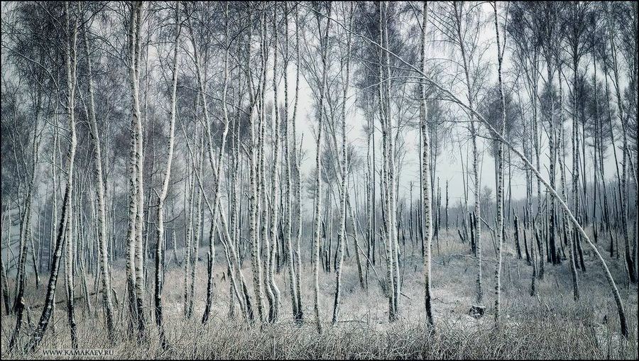 birch landscape | infrared, grass, forest