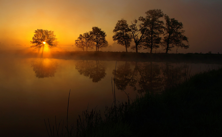 Beams at dusk | lake, rush, reflection, silhouette, dusk