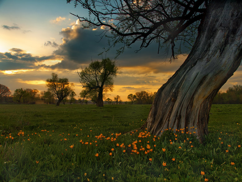 Wild tulips | evening, field, flowers, clouds, tree