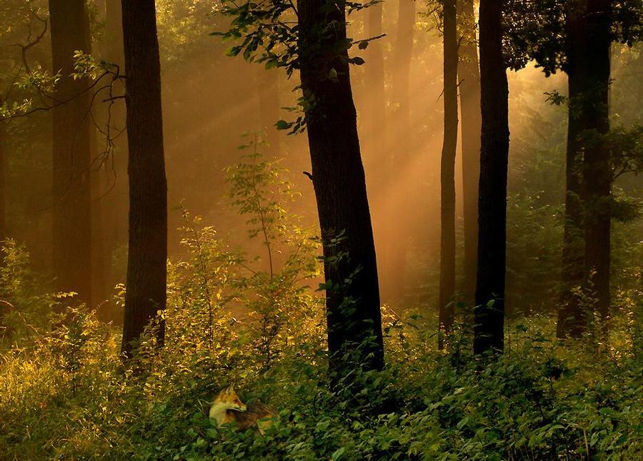 Little fox | animals, mist, sun, light, forest