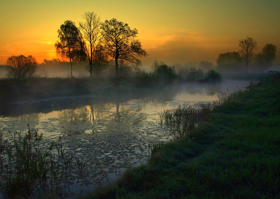 Foggy river | rush, silhouette, river, fog, dawn