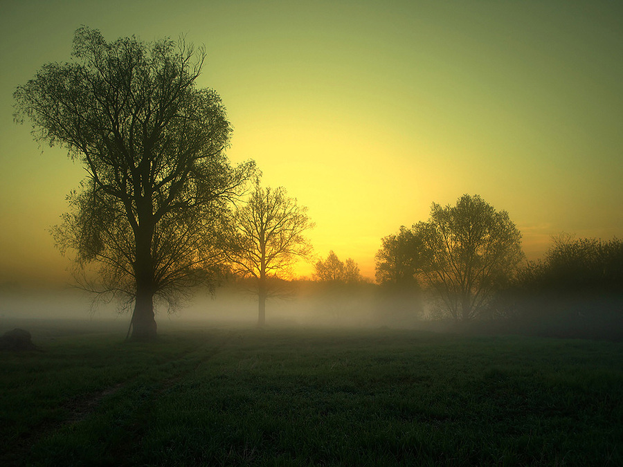Morning in the field | sun, silhouette, fog, dawn, field