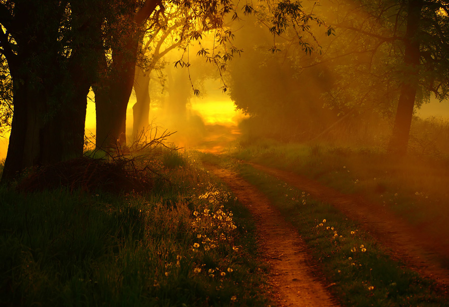 Golden light | forest, light, sun, pathway, flowers