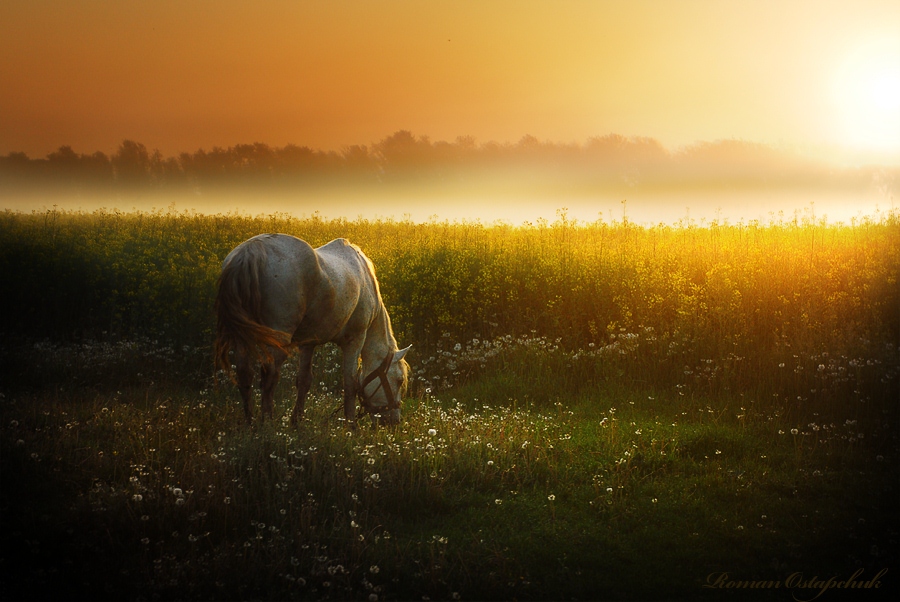 The new day begun this way | horse, field, sun, mist, dawn