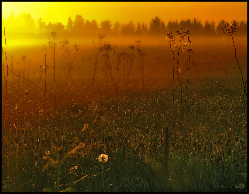 Ushering the dusk | field, dusk, sun, grass