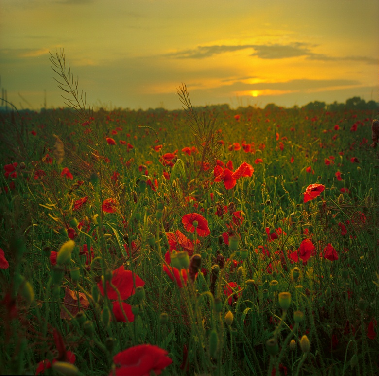 On the red leaves carpet | poppy, flowers, field, dusk, sun