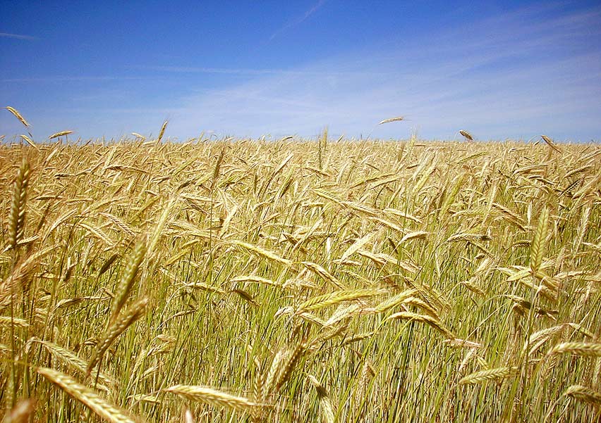 Byelorussian landscape | field, sky, wheat