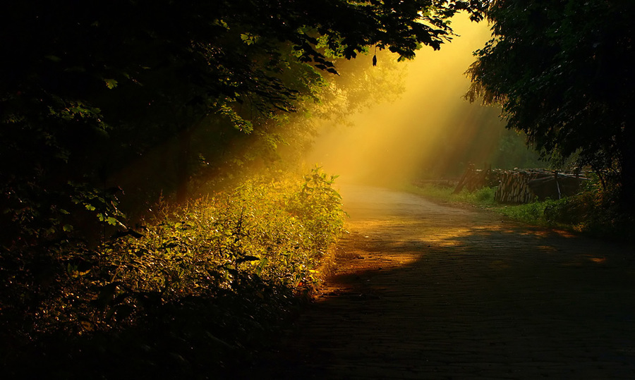 Into the shadow | forest, pathway, beams