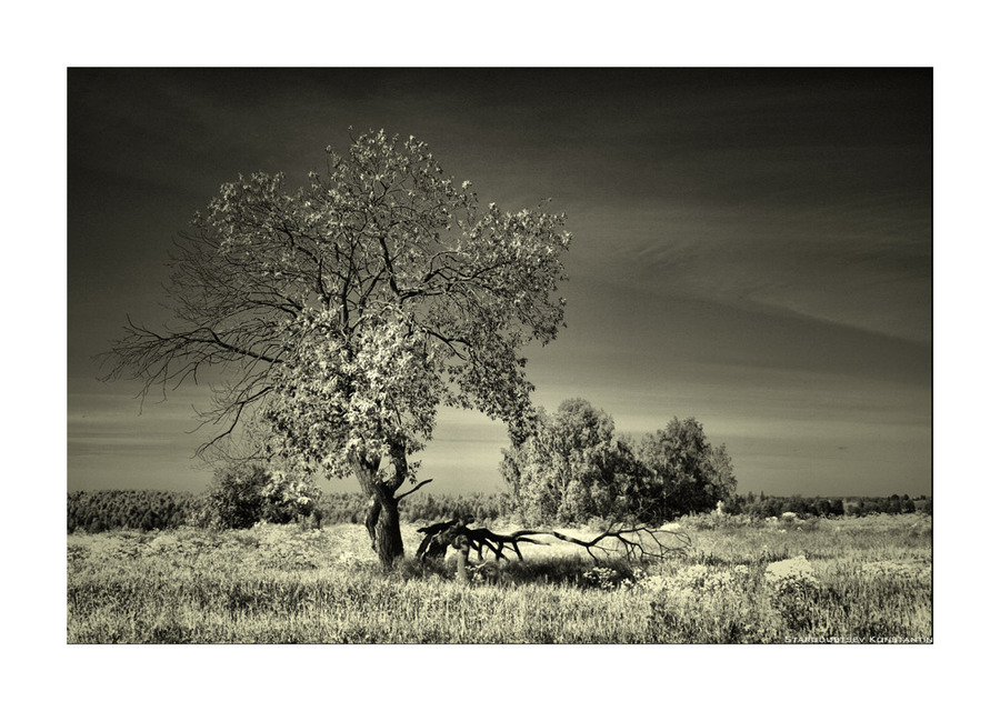 Master. master | tree, desaturate, sky, black and white