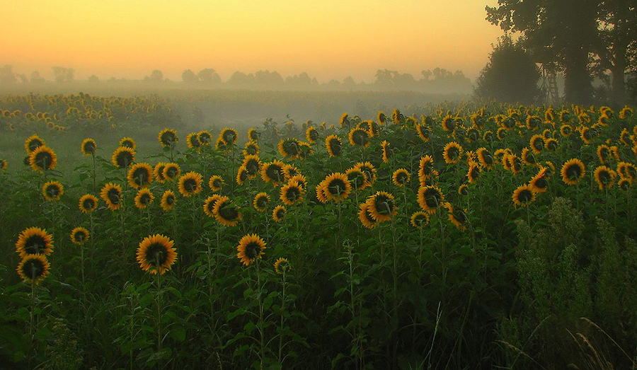 The land of Sun | field, flowers, sunflower, summer