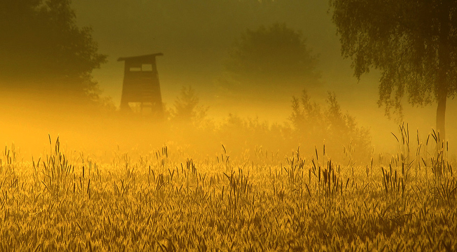 Amber | summer, trees, golden, field, mist