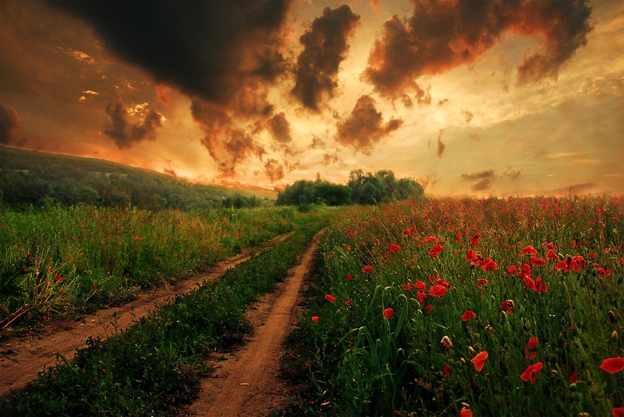 Land of poppies | flowers, pathway, poppy, field, clouds, sky