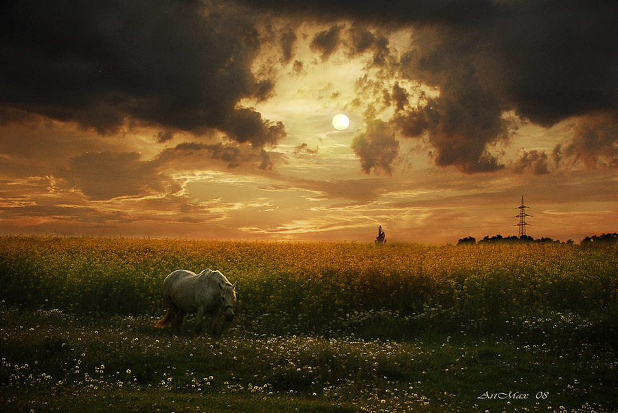 White Horse | horse, sun, flowers, dusk, clouds, sky