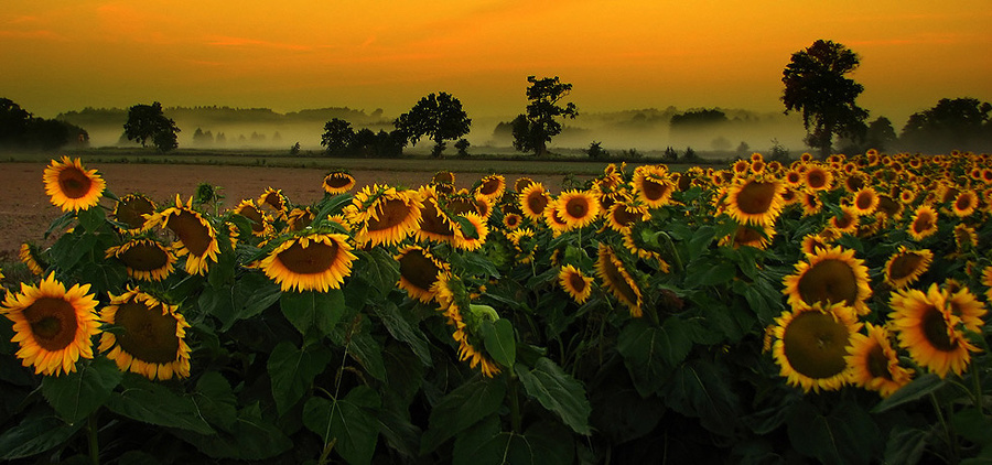 Sunflowers | sky, forest, fog, field, dusk, mist, evening, flowers