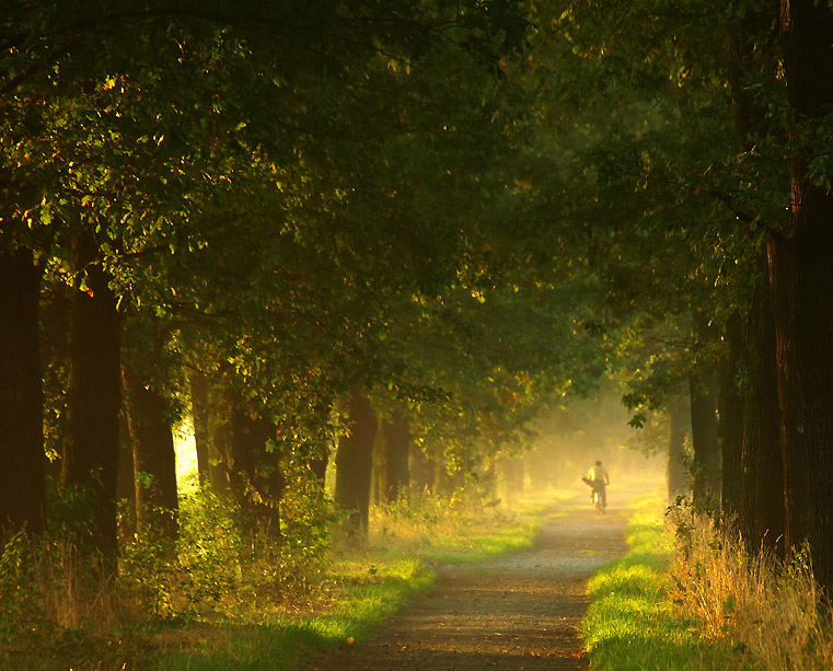 Ride in the light | light, road, people, trees