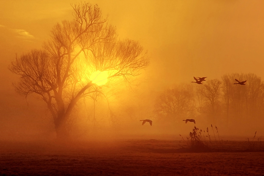 Golden madness | tree, birds, light, autumn, field, mist