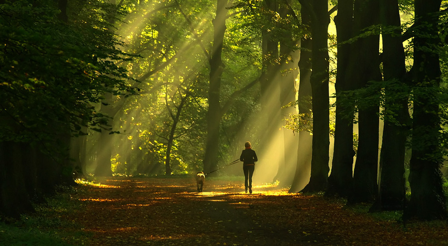 Side by side | people, pathway, beams, trees