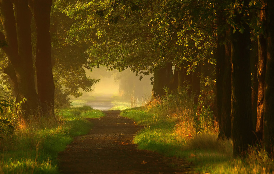 Where do I go? | pathway, mist, grass, trees
