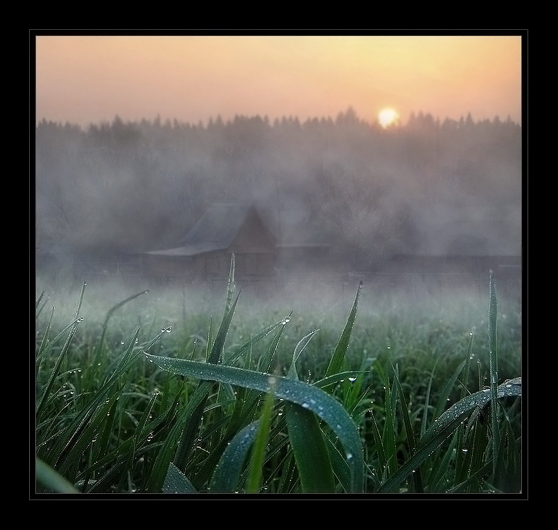 Dew and the grass | village, mist, dew, field, grass