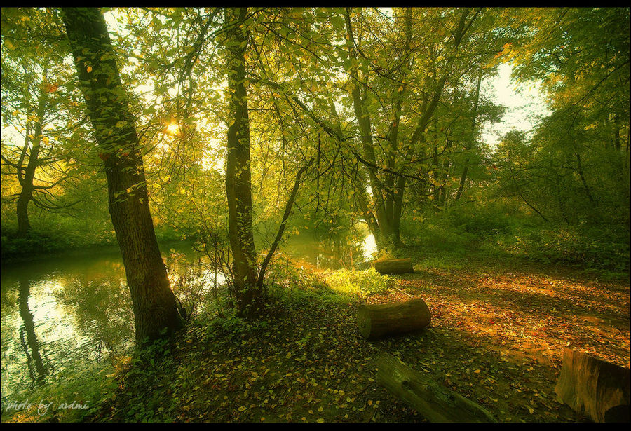 Morning | autumn, light, trees, river, forest