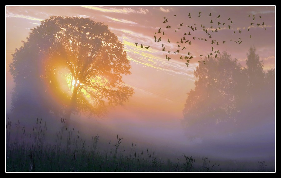 Purple mist | trees, sun, mist, dawn, sky