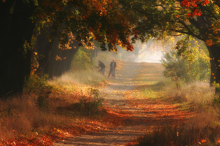 Road to Remember | beams, people, mist, autumn