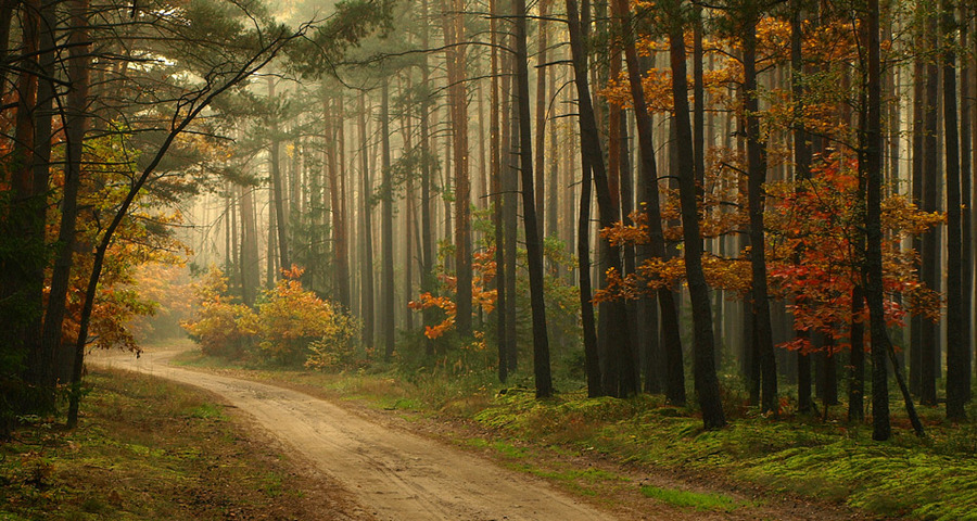 Autumn morning | forest, autumn, pathway, mist