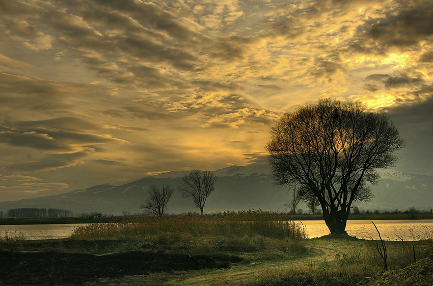 Evening | tree, hdr, field, sky, clouds