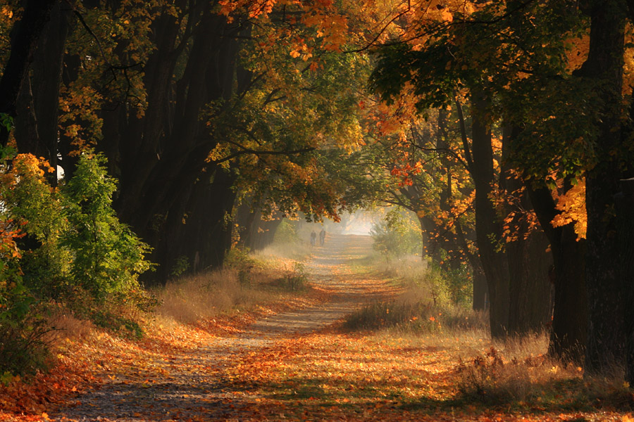 Autumn mist | people, autumn, alley, trees, light, mist