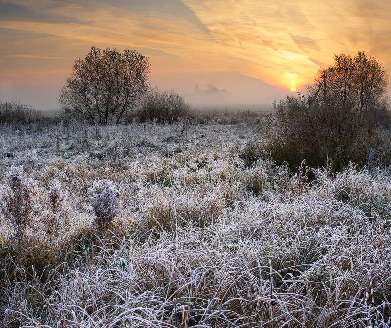 Gentle winter | sun, grass, trees, winter, hoar-frost