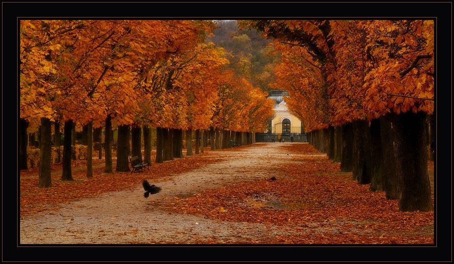 Alley of autumn trees | autumn, trees, alley, leaves