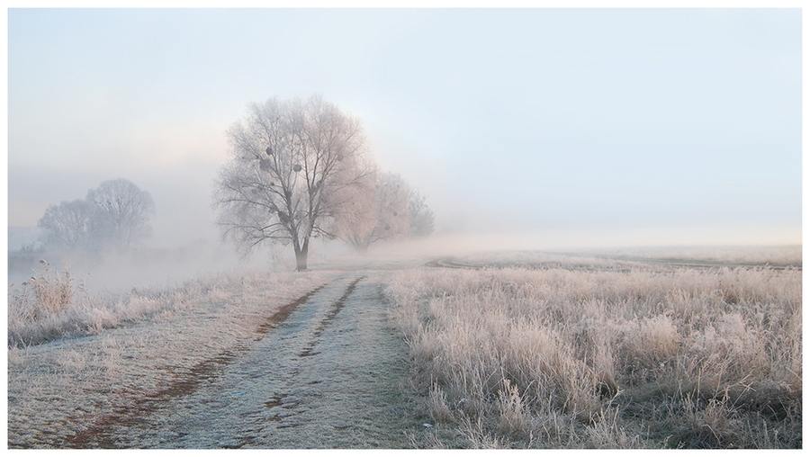 Hoar frost | field, mist, pathway, trees