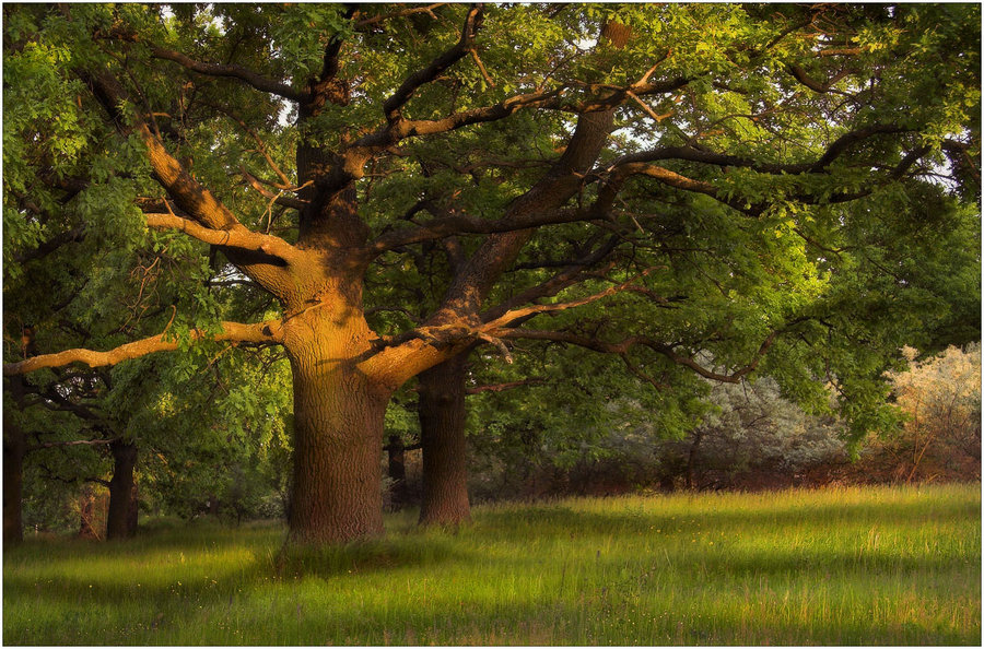 Green oak | grass, evening, tree, green, spring