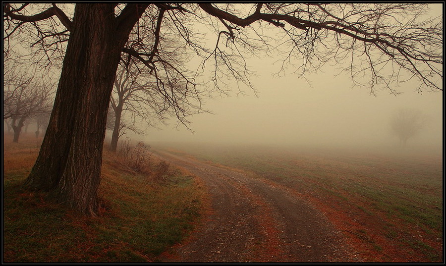 Thriller | fog, autumn, trees, pathway