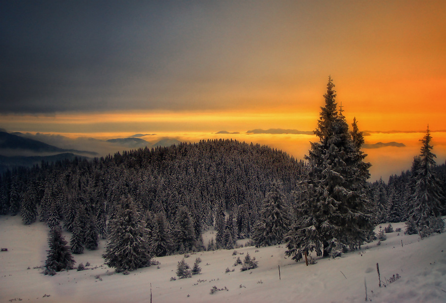 Winter impressions | forest, panorama, dusk, snow, pine