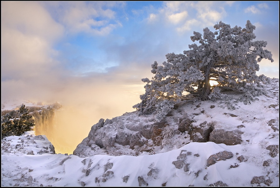 Vanilla morning | snow, morning, cliff, pine