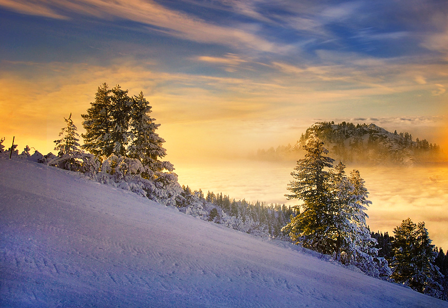 Neverland  | forest, mist, hdr