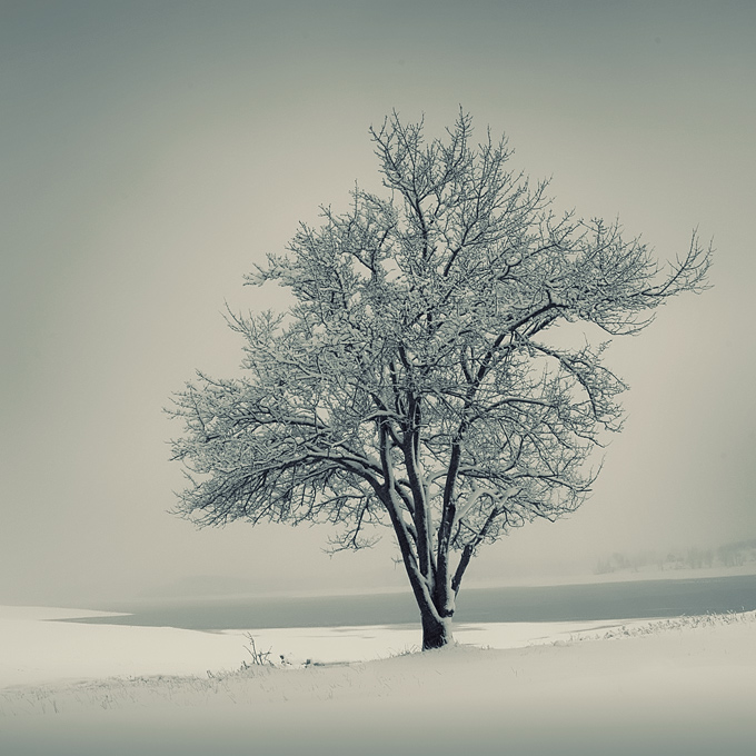 Winter morning | snow, tree, winter, rendering