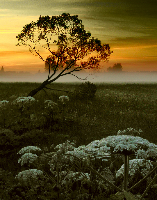 I'll also learn to keep silence | field, dusk, mist, evening, hdr