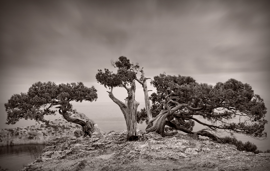 Lonely pine | tree, black and white, rendering, cliff, pine