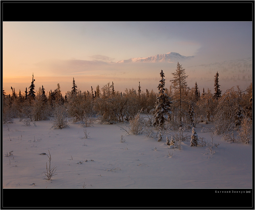 Arctic gilt | mountains, snow, winter, firs