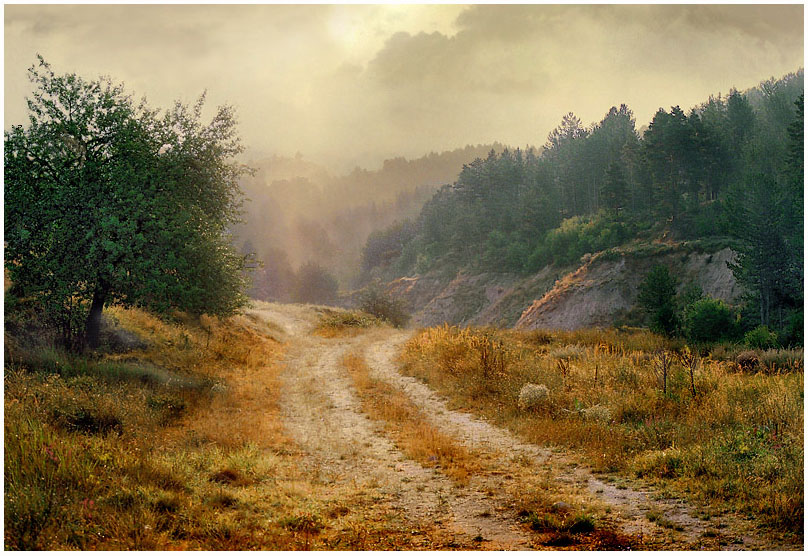 Falling sunlight | pathway, trees, light, clouds, forest